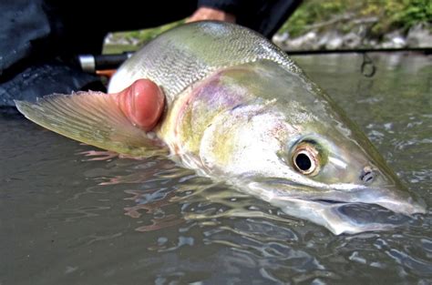 fishing porn|fishing videos .